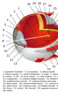 Screenshot of the application Human Anatomy - #3