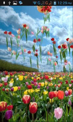 Screenshot of the application Tulips - #2