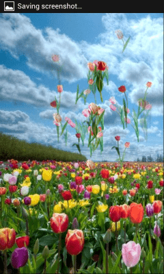 Screenshot of the application Tulips - #3