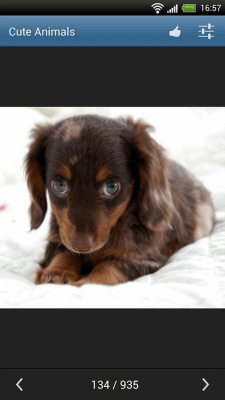 Screenshot of the application Cute animals - #4