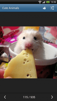 Screenshot of the application Cute animals - #8