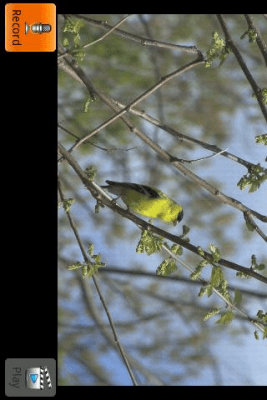 Screenshot of the application Singing Bird - #2