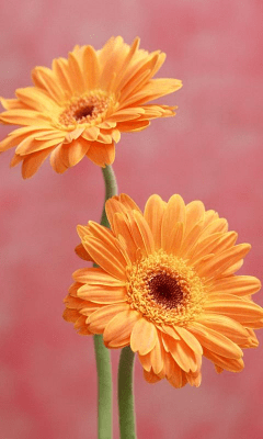 Screenshot of the application Daisy Wallpapers - #8