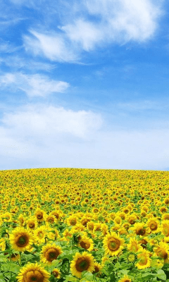 Screenshot of the application Sunflower Wallpapers - #5