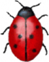 Download Coccinella