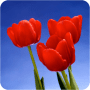 Download Tulip Wallpapers