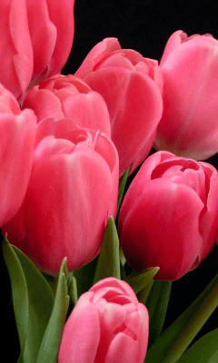 Screenshot of the application Tulip Wallpapers - #2