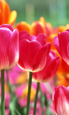 Screenshot of the application Tulip Wallpapers - #5