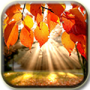 Download Autumn Light