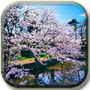 Download Sakura