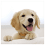 Download Beautiful dog wallpapers