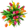 Download Tulips