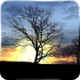 Download Silhouette Free Live Wallpaper