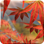 Download Autumn Tree Free Wallpaper