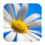 Download Daisy Wallpapers