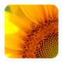 Download Sunflower Wallpapers