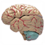 Download Human Anatomy