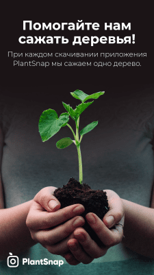 Screenshot of the application PlantSnap - Identifying Plants, Trees, Flowers - #6