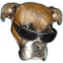 Download Dog vision