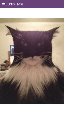 Screenshot of the application Funny Cats - #5