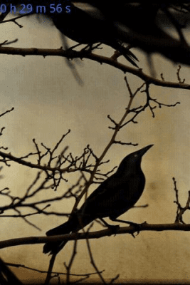 Screenshot of the application Bird Songs - #3