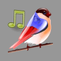 Download Sounds of Birds