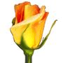 Download Rosegarden