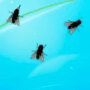 Download Fly on Desktop