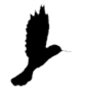 Download Colibri