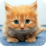 Download Cute animals