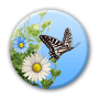 Download Butterfly