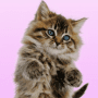Download Talking cat. Dancing!