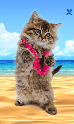 Screenshot of the application Talking cat. Dancing! - #3