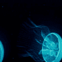 Download JellyFish Live Wallpaper