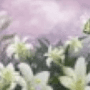 Download World of Butterflies Screensaver
