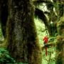 Download Tropical Forest