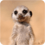 Download Cute Baby Animals Pictures