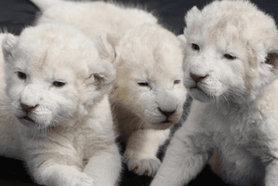 Screenshot of the application Cute Baby Animals Pictures - #2