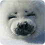 Download Funny Animals Wallpapers #1