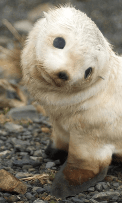 Screenshot of the application Funny Animals Wallpapers #1 - #2