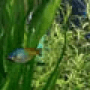 Download Aqua 3D Screensaver