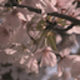 Download Flower Wind