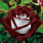 Download Flowers