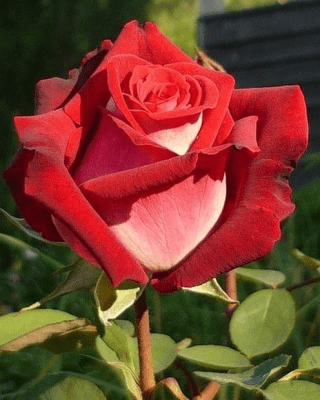 Screenshot of the application Flowers - #2