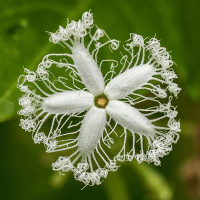 Screenshot of the application Flowers - #5