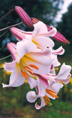 Screenshot of the application Flowers - #7