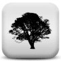 Download Forest Sounds to Relax