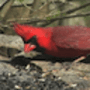Download Talking Bird