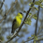 Download Singing Bird