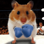 Download Funny Hamster Cracked Screen